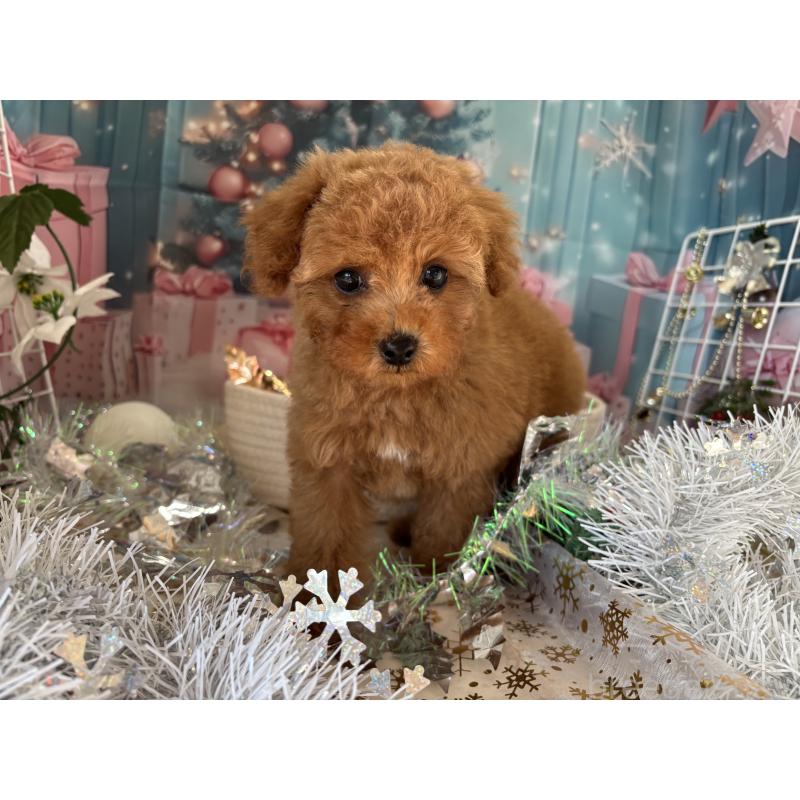 商談中の栃木県のトイプードル-423581の6枚目