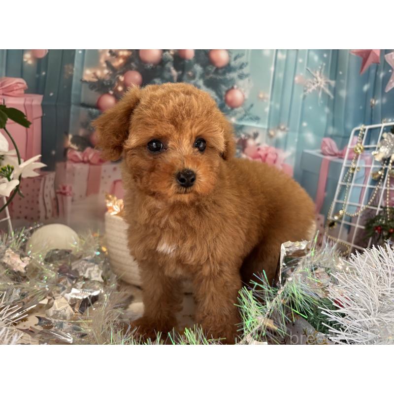 商談中の栃木県のトイプードル-423581の5枚目