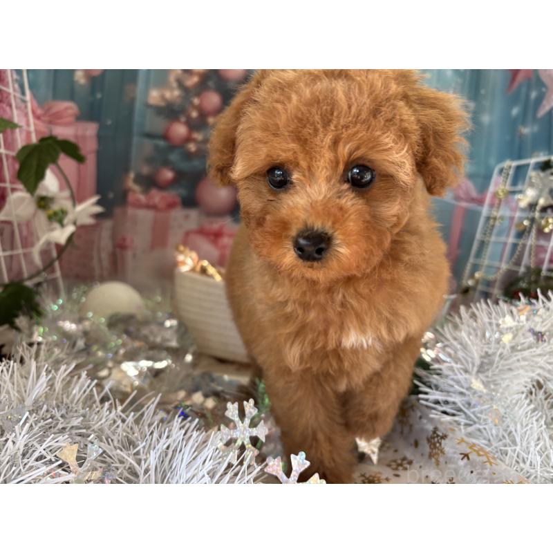 商談中の栃木県のトイプードル-423581の4枚目