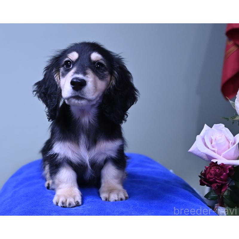 販売中の愛媛県のミニチュアダックスフンド(ロングヘアード)-431336の7枚目