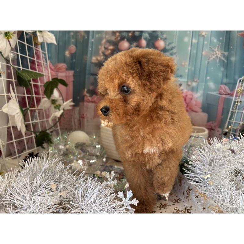 商談中の栃木県のトイプードル-423581の3枚目