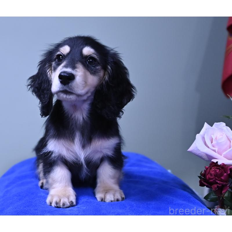 販売中の愛媛県のミニチュアダックスフンド(ロングヘアード)-431336の6枚目