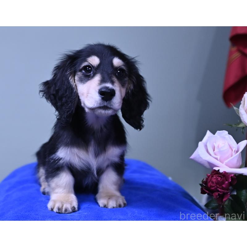 販売中の愛媛県のミニチュアダックスフンド(ロングヘアード)-431336の5枚目