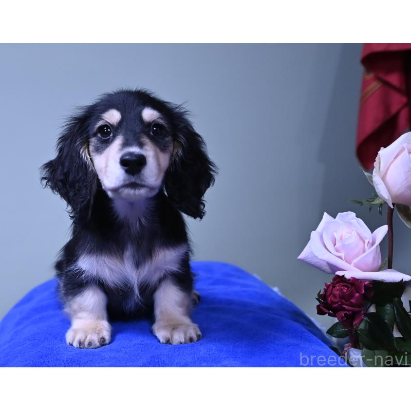 販売中の愛媛県のミニチュアダックスフンド(ロングヘアード)-431336の4枚目