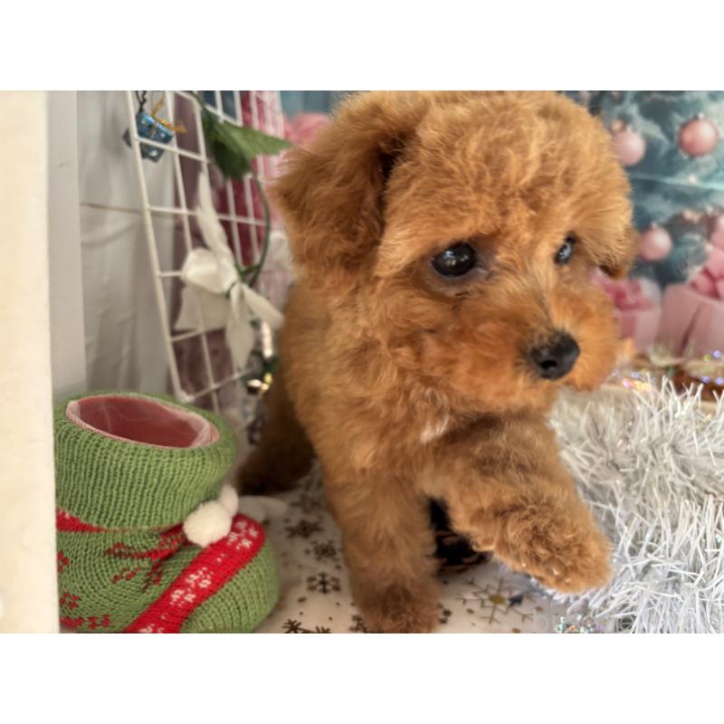 商談中の栃木県のトイプードル-423581の2枚目