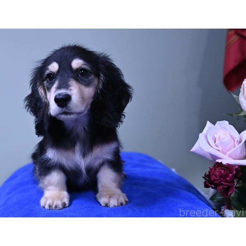 販売中の愛媛県のミニチュアダックスフンド(ロングヘアード)-431336の3枚目