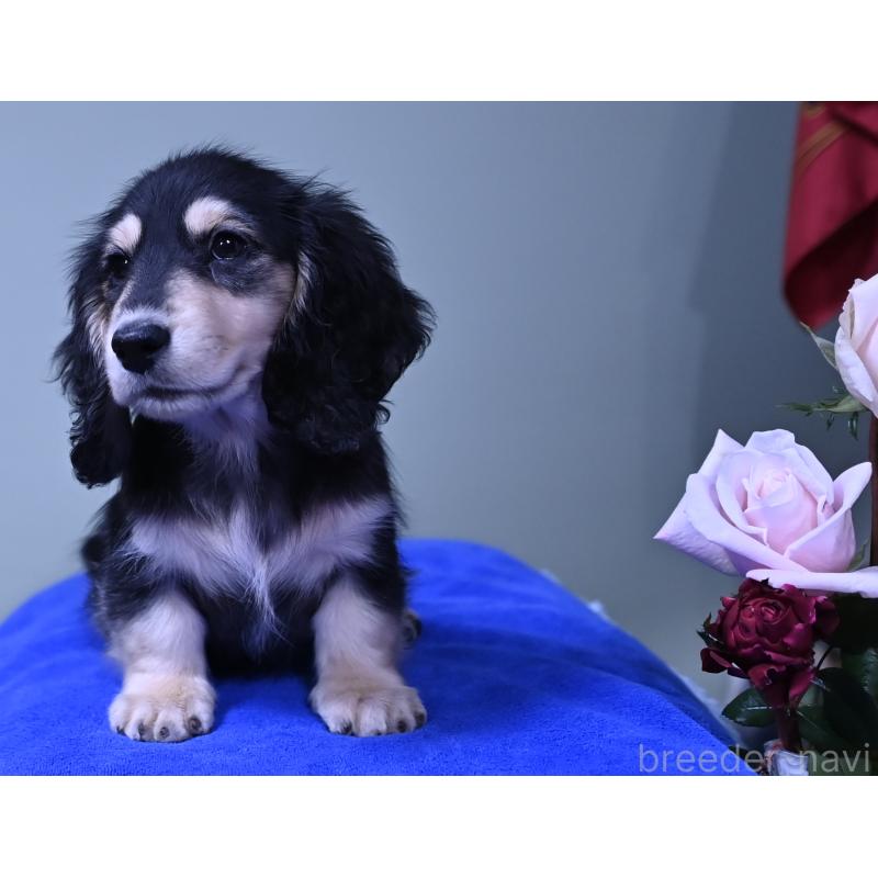 販売中の愛媛県のミニチュアダックスフンド(ロングヘアード)-431336の2枚目