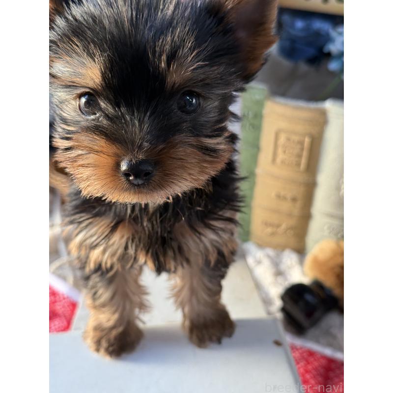 販売中の宮崎県のヨークシャーテリア-431338の6枚目