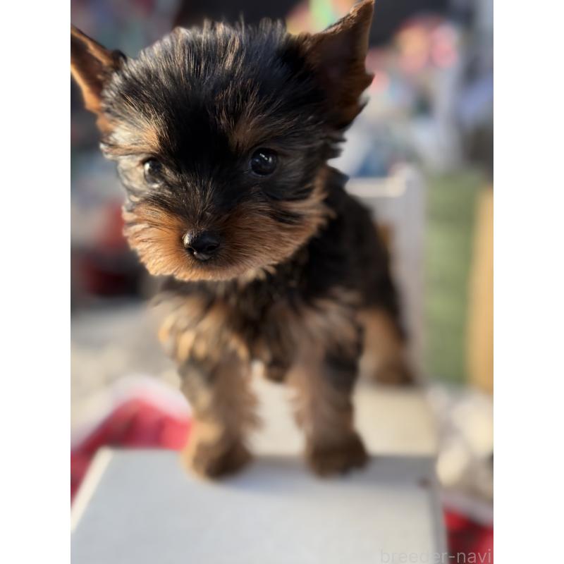 販売中の宮崎県のヨークシャーテリア-431338の5枚目