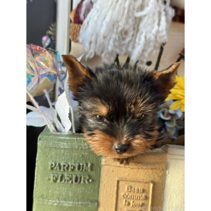 販売中の宮崎県のヨークシャーテリア-431338の4枚目