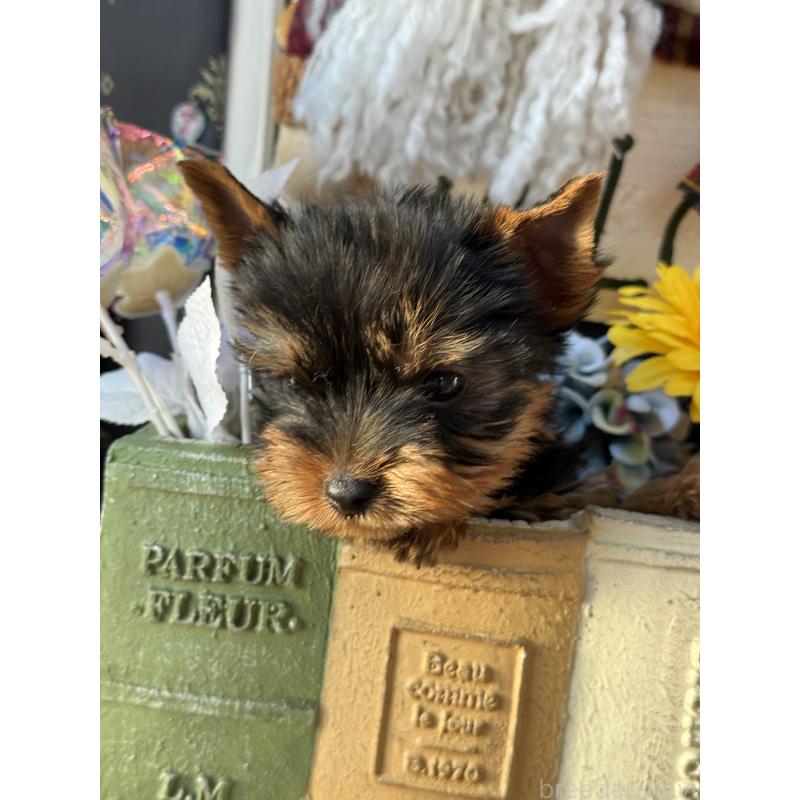 販売中の宮崎県のヨークシャーテリア-431338の3枚目