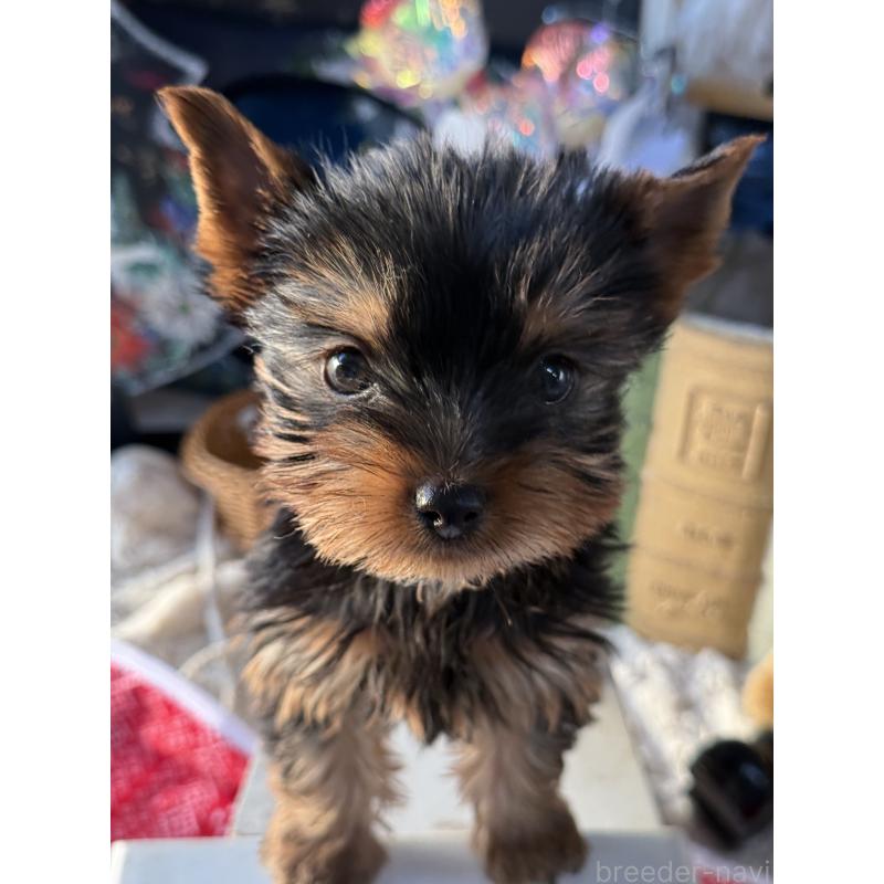 販売中の宮崎県のヨークシャーテリア-431338の2枚目