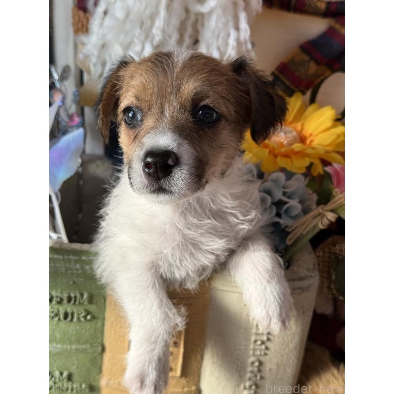 成約済の宮崎県のジャックラッセルテリア-430376の7枚目