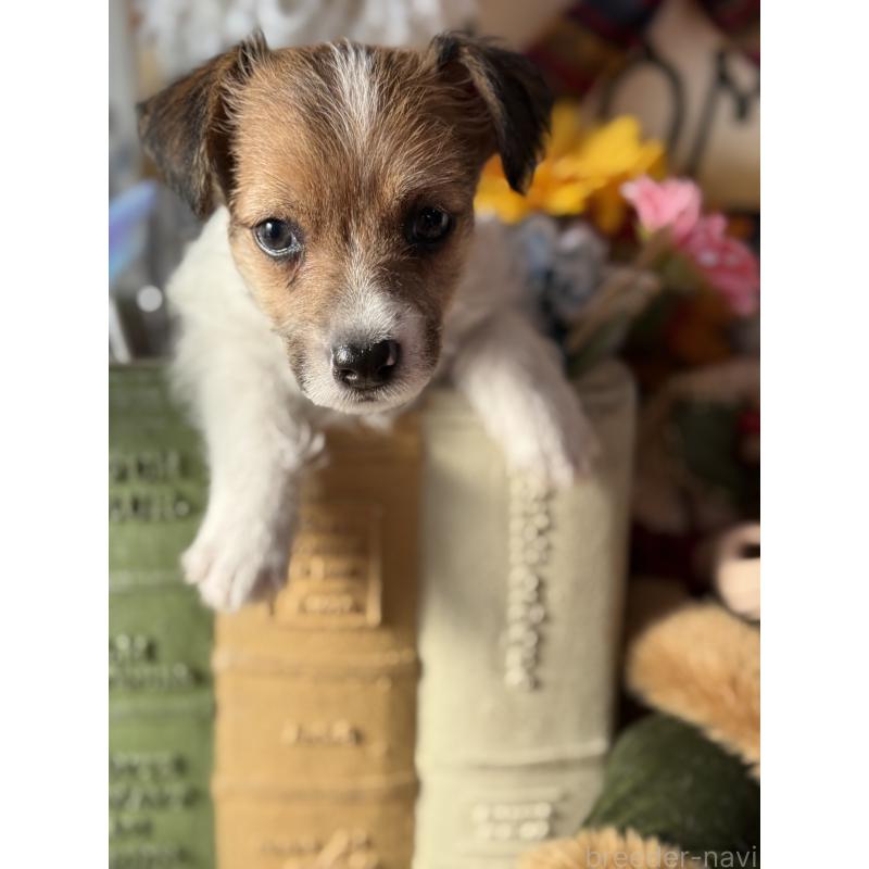 成約済の宮崎県のジャックラッセルテリア-430376の6枚目