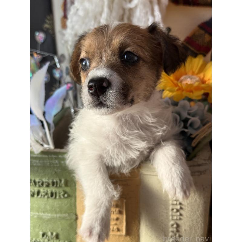 成約済の宮崎県のジャックラッセルテリア-430376の5枚目