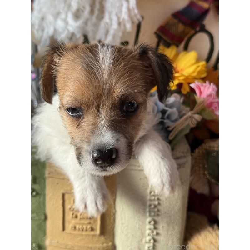 成約済の宮崎県のジャックラッセルテリア-430376の4枚目