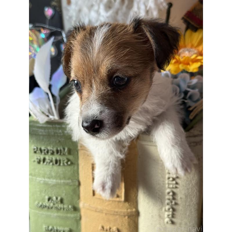 成約済の宮崎県のジャックラッセルテリア-430376の3枚目