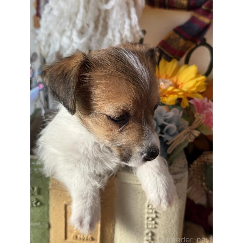 成約済の宮崎県のジャックラッセルテリア-430376の2枚目