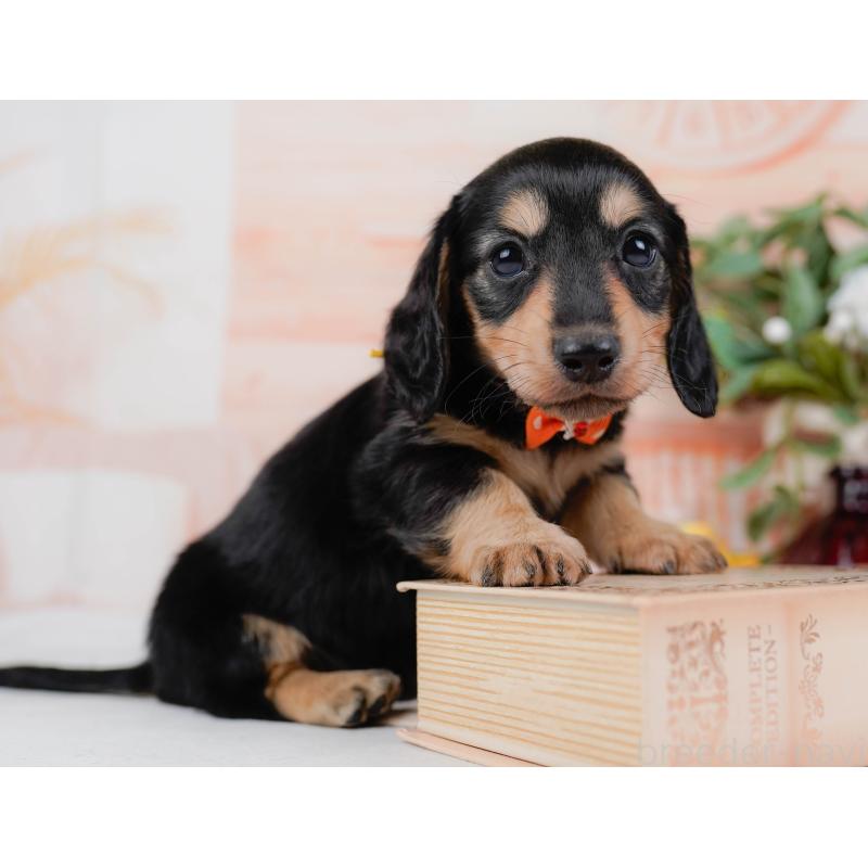 販売中の神奈川県のカニンヘンダックスフンド(ロングヘアード)-431565の7枚目