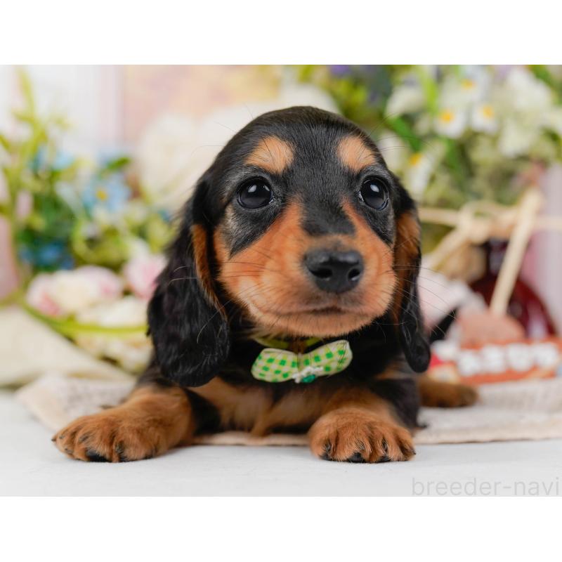 販売中の神奈川県のカニンヘンダックスフンド(ロングヘアード)-431569の13枚目