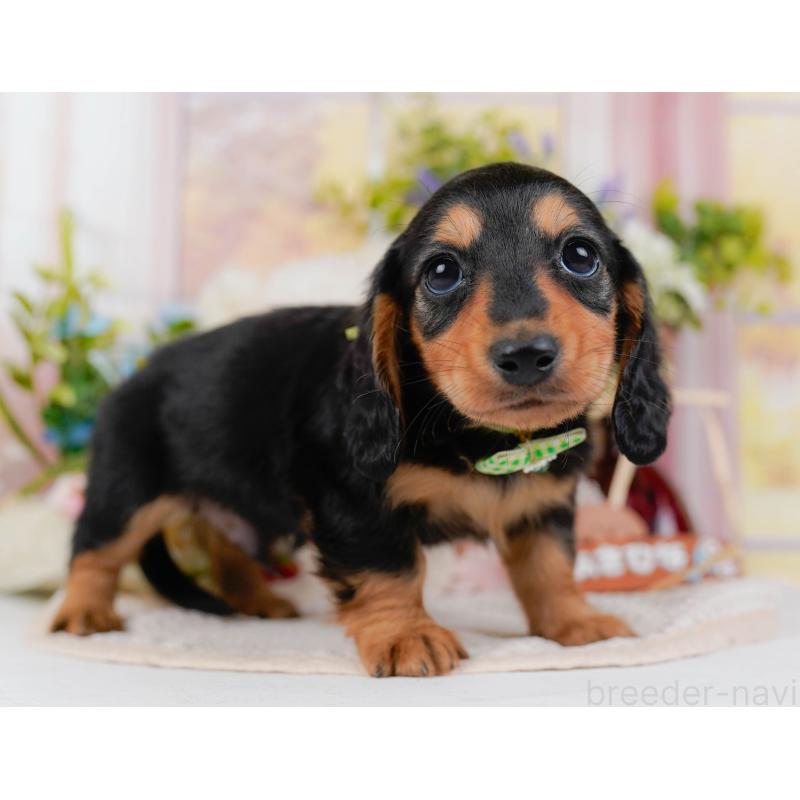 販売中の神奈川県のカニンヘンダックスフンド(ロングヘアード)-431569の12枚目