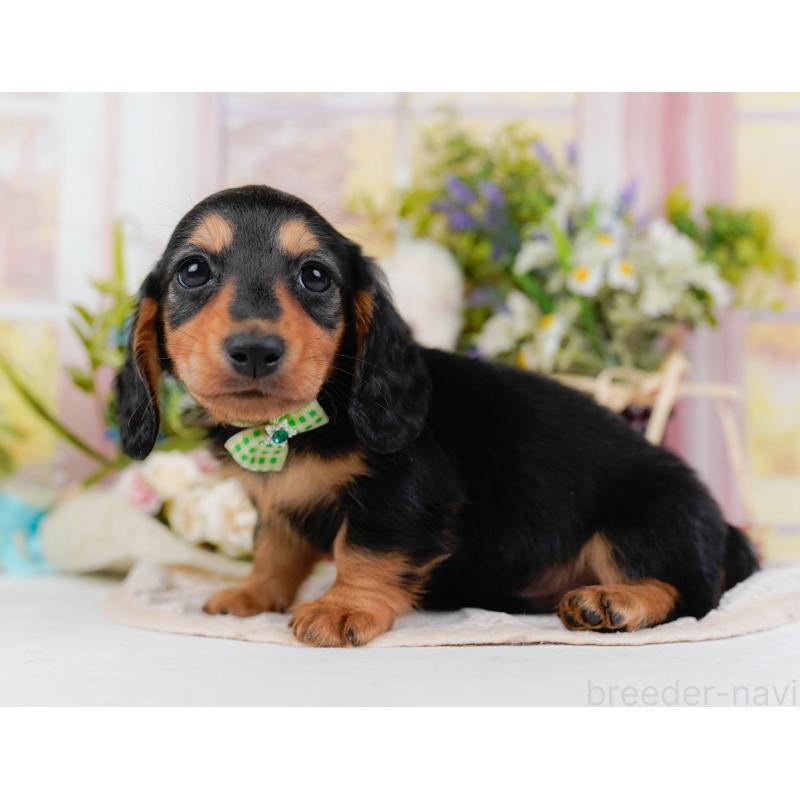 販売中の神奈川県のカニンヘンダックスフンド(ロングヘアード)-431569の10枚目