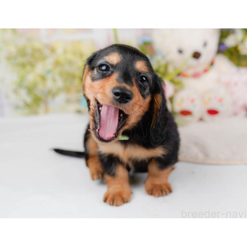 販売中の神奈川県のカニンヘンダックスフンド(ロングヘアード)-431569の7枚目