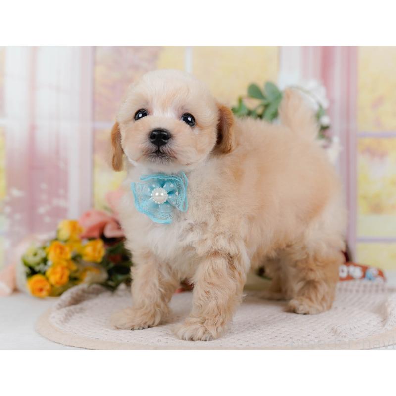 販売中の神奈川県のタイニープードル-431527の14枚目