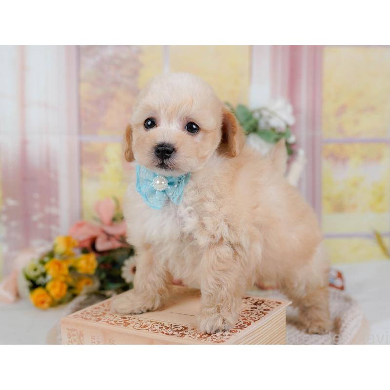 販売中の神奈川県のタイニープードル-431527の13枚目