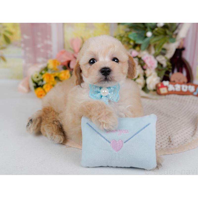 販売中の神奈川県のタイニープードル-431527の12枚目