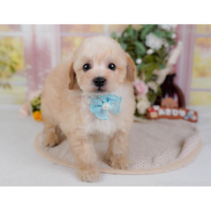 販売中の神奈川県のタイニープードル-431527の11枚目