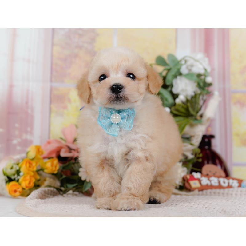 販売中の神奈川県のタイニープードル-431527の10枚目