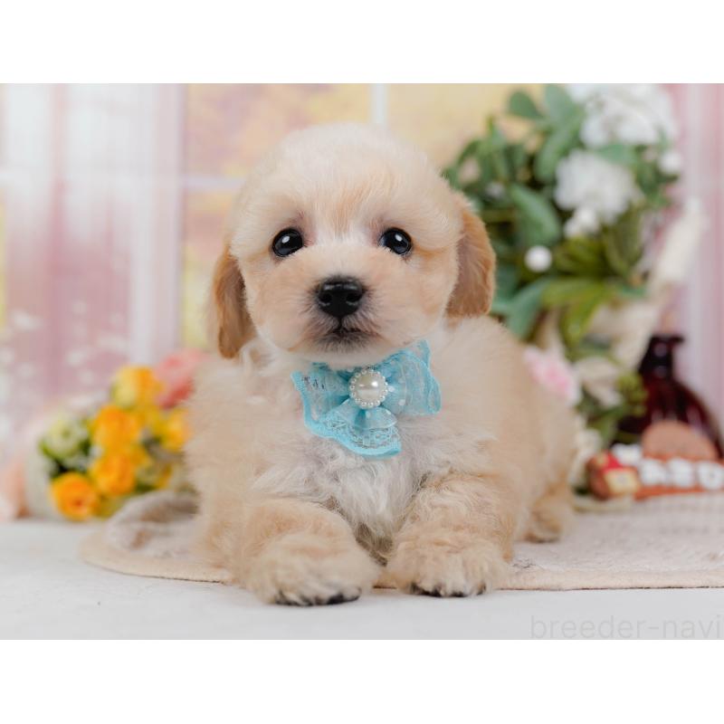 販売中の神奈川県のタイニープードル-431527の9枚目