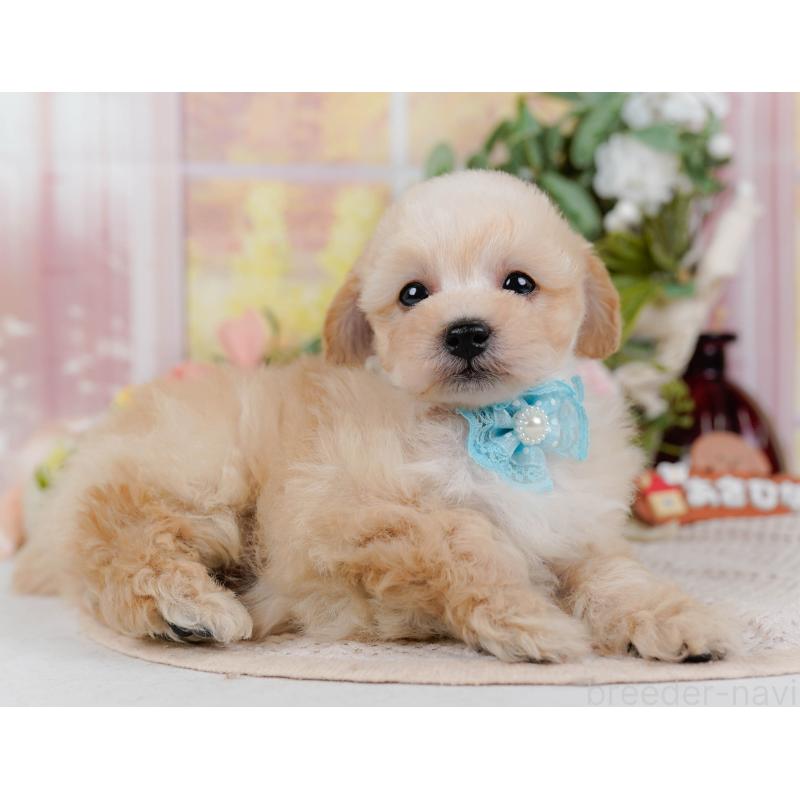 販売中の神奈川県のタイニープードル-431527の8枚目