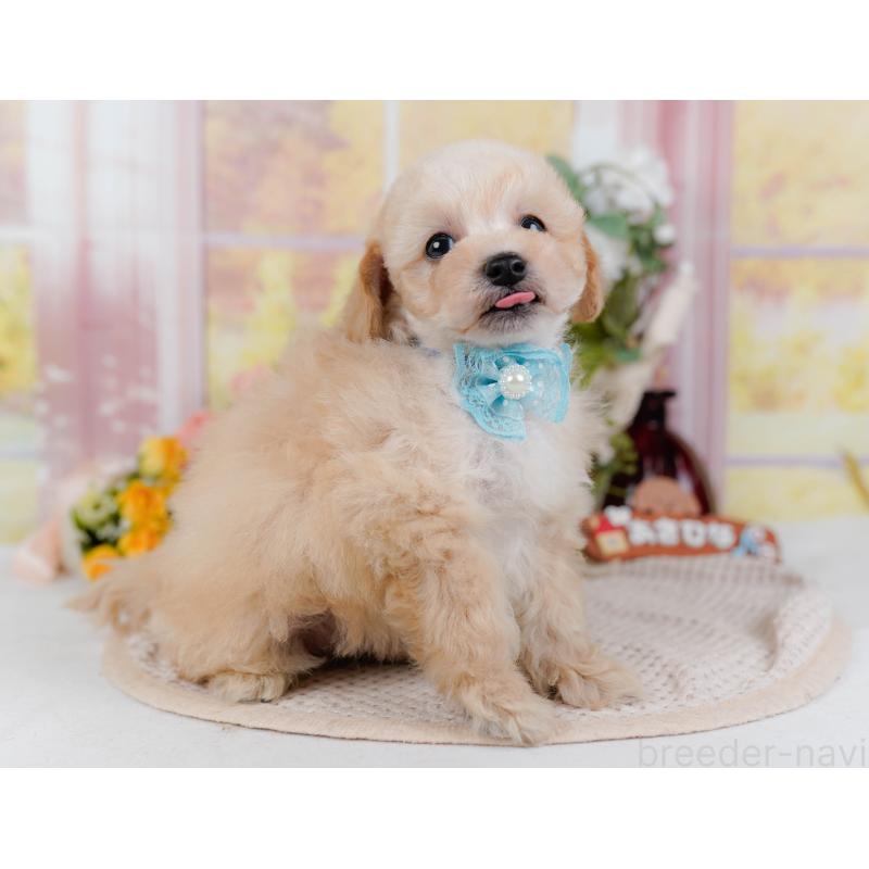 販売中の神奈川県のタイニープードル-431527の7枚目