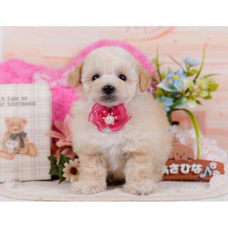 販売中の神奈川県のタイニープードル-431530の14枚目