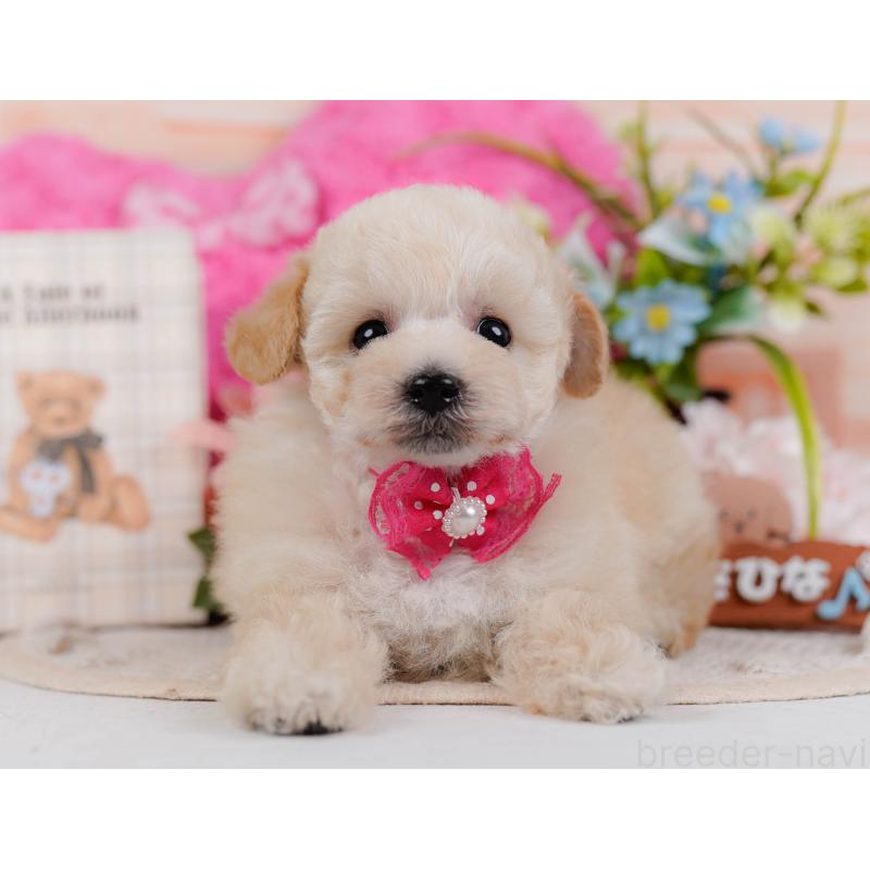 販売中の神奈川県のタイニープードル-431530の13枚目