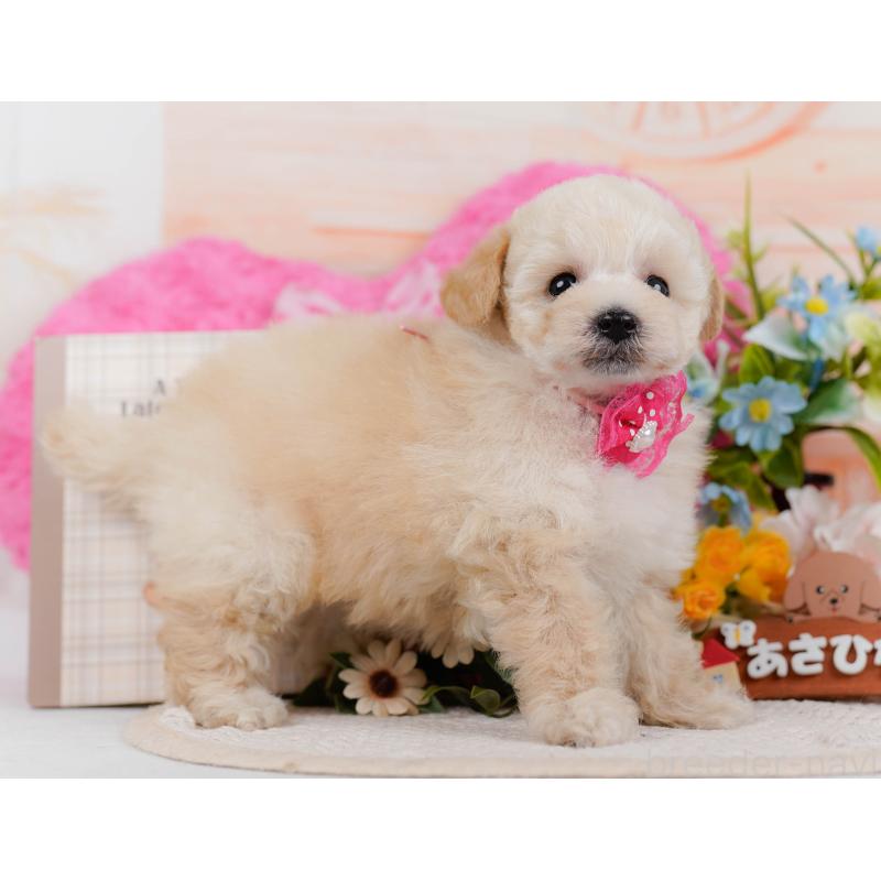 販売中の神奈川県のタイニープードル-431530の12枚目