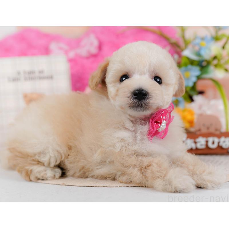 販売中の神奈川県のタイニープードル-431530の11枚目