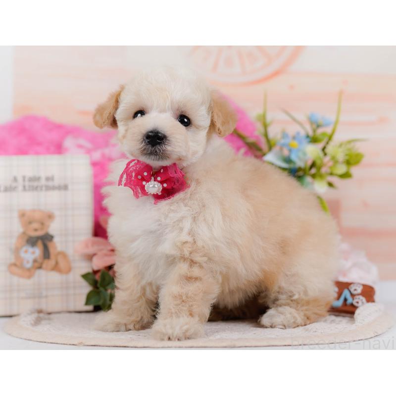 販売中の神奈川県のタイニープードル-431530の10枚目