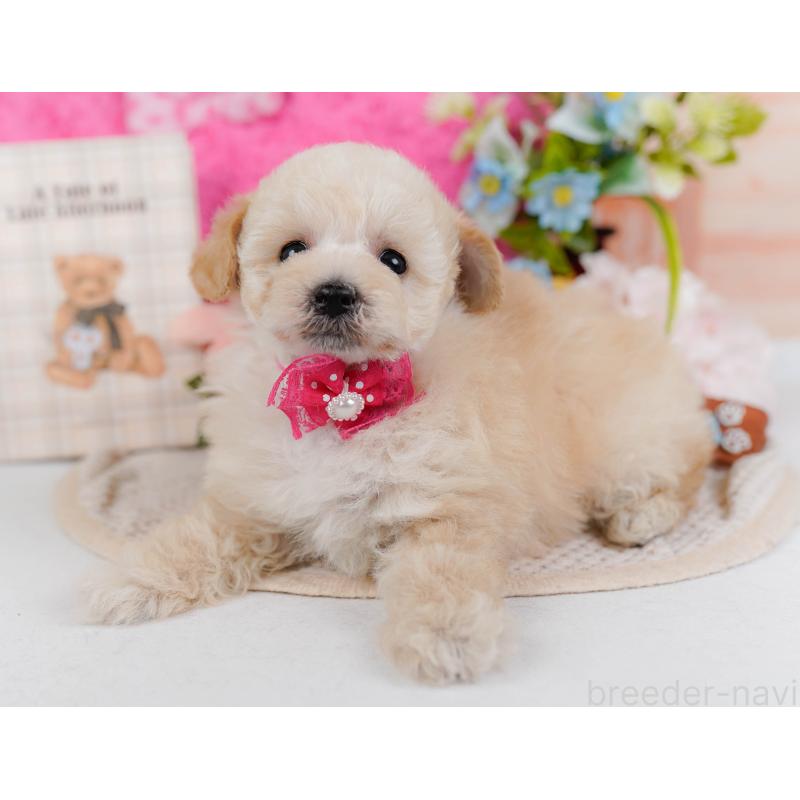 販売中の神奈川県のタイニープードル-431530の9枚目