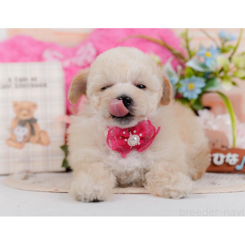 販売中の神奈川県のタイニープードル-431530の8枚目