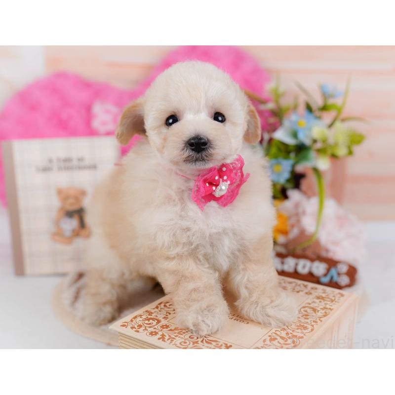 販売中の神奈川県のタイニープードル-431530の7枚目