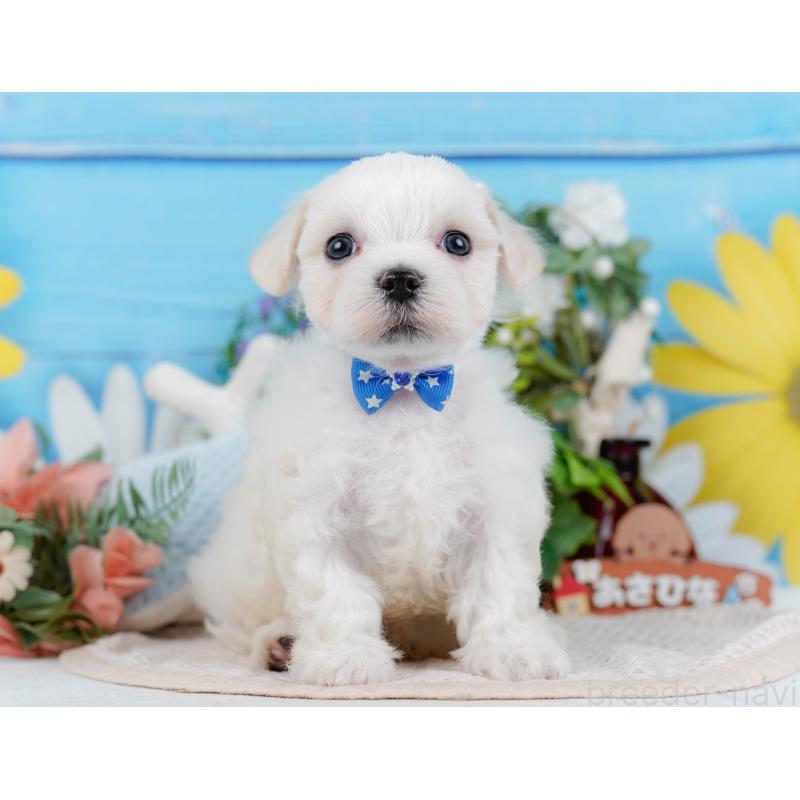 販売中の神奈川県のマルチーズ-431517の14枚目