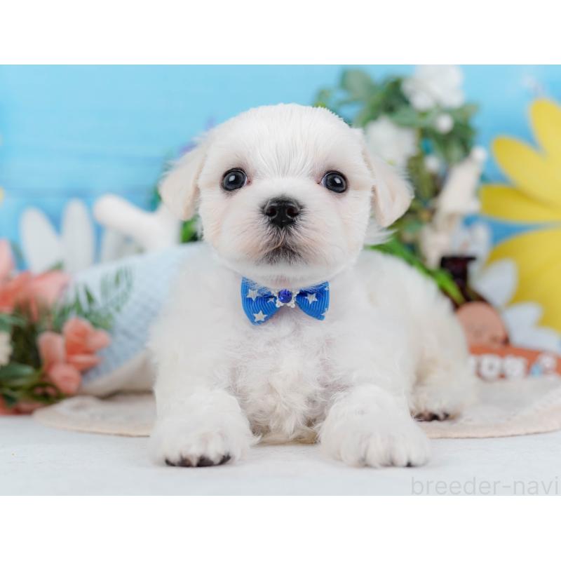 販売中の神奈川県のマルチーズ-431517の13枚目