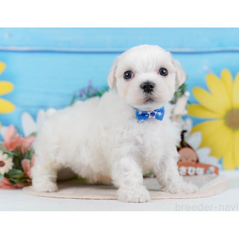 販売中の神奈川県のマルチーズ-431517の12枚目