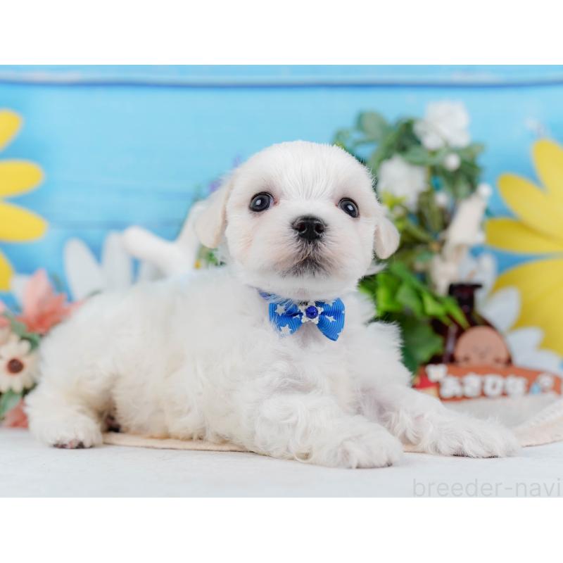 販売中の神奈川県のマルチーズ-431517の11枚目