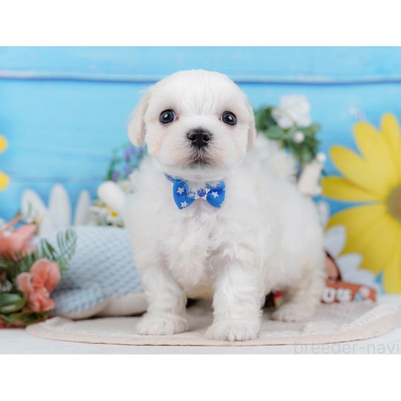 販売中の神奈川県のマルチーズ-431517の10枚目