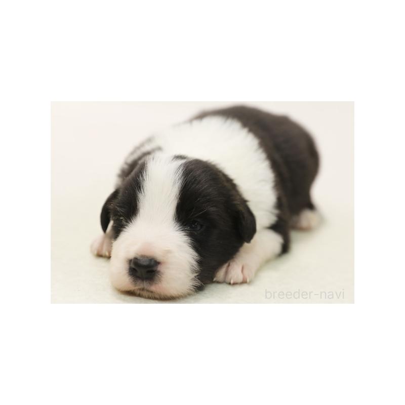 販売中の神奈川県のボーダーコリー-431356の1枚目