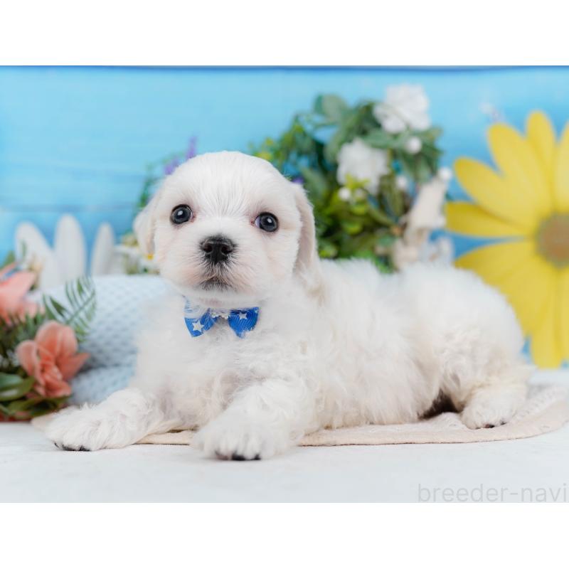 販売中の神奈川県のマルチーズ-431517の9枚目